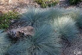 Attēlu rezultāti vaicājumam “Festuca rubra subsp. rubra leaf”
