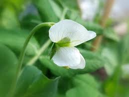 Attēlu rezultāti vaicājumam “Pisum sativum flower”