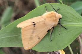Attēlu rezultāti vaicājumam “Spilosoma lutea”