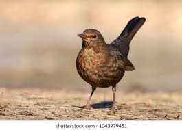 Attēlu rezultāti vaicājumam “Turdus merula female”