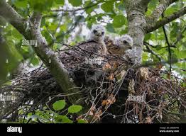 Attēlu rezultāti vaicājumam “Buteo buteo nest”