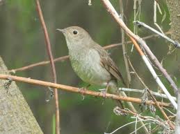 Image result for Luscinia luscinia