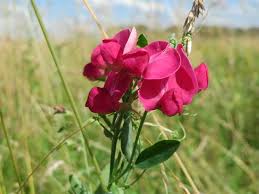 Attēlu rezultāti vaicājumam “Lathyrus tuberosus leaf”