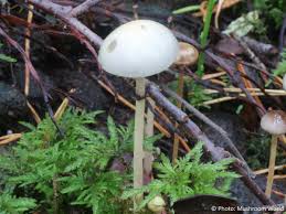 Attēlu rezultāti vaicājumam “Protostropharia alcis”