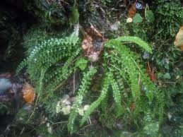 Attēlu rezultāti vaicājumam “Asplenium viride”