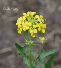 Attēlu rezultāti vaicājumam “Sisymbrium loeselii flower”
