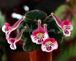 Image result for Sinningia