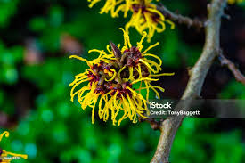 Attēlu rezultāti vaicājumam “Hamamelis mollis”