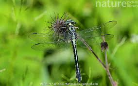 Attēlu rezultāti vaicājumam “Gomphus vulgatissimus”