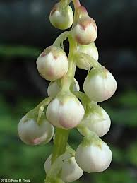 Attēlu rezultāti vaicājumam “Pyrola minor flower”