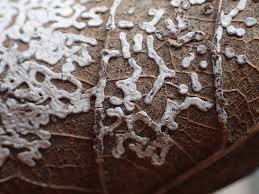 Attēlu rezultāti vaicājumam “Diderma effusum”