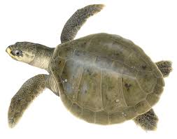 Image result for Lepidochelys kempii
