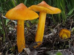 Attēlu rezultāti vaicājumam “Hygrocybe acutoconica”