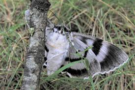 Attēlu rezultāti vaicājumam “Catocala fraxini”