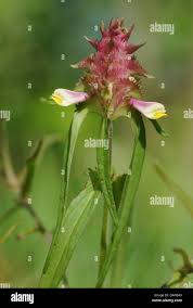 Attēlu rezultāti vaicājumam “Melampyrum cristatum leaf”