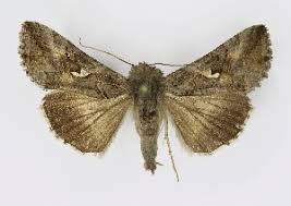 Attēlu rezultāti vaicājumam “Autographa gamma”