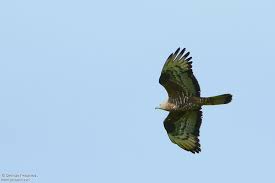 Attēlu rezultāti vaicājumam “Pernis apivorus adult”