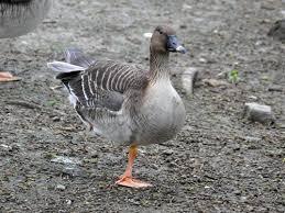 Attēlu rezultāti vaicājumam “Anser serrirostris”