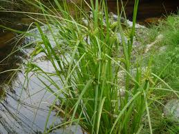 Attēlu rezultāti vaicājumam “Carex pseudocyperus female flower”