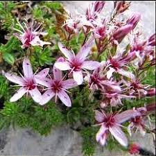 Attēlu rezultāti vaicājumam “Anthyllis arenaria flower”