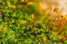 Attēlu rezultāti vaicājumam “Lophocolea minor macro”