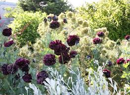 Image result for Papaver somniferum Black
