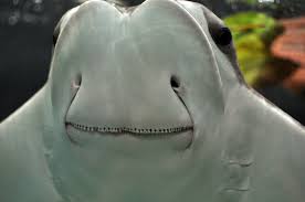 Image result for Rhinoptera bonasus