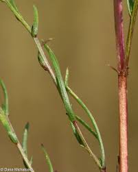 Attēlu rezultāti vaicājumam “Artemisia campestris leaf”