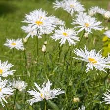 Image result for Chrysanthemum leucanthemum