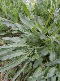 Attēlu rezultāti vaicājumam “Rumex thyrsiflorus”