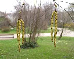 Attēlu rezultāti vaicājumam “Betula humilis male flower”