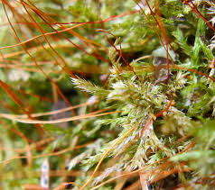 Attēlu rezultāti vaicājumam “Callicladium haldanianum sporophyte”