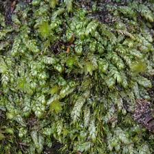 Attēlu rezultāti vaicājumam “Plagiothecium laetum”