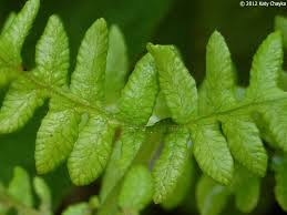 Attēlu rezultāti vaicājumam “Thelypteris palustris”