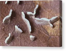 Attēlu rezultāti vaicājumam “Physarum bivalve”