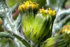 Attēlu rezultāti vaicājumam “Senecio vulgaris flower”