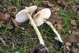 Attēlu rezultāti vaicājumam “Lepiota clypeolaria”