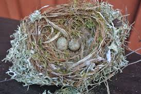 Attēlu rezultāti vaicājumam “Muscicapa striata nest”