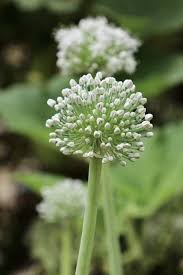 Attēlu rezultāti vaicājumam “Allium cepa flower”