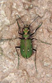 Attēlu rezultāti vaicājumam “Pterostichus niger”