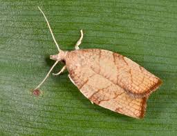 Attēlu rezultāti vaicājumam “Pandemis corylana”