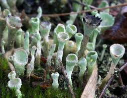 Attēlu rezultāti vaicājumam “Cladonia”