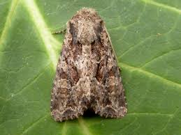 Attēlu rezultāti vaicājumam “Apamea remissa”