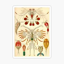 Attēlu rezultāti vaicājumam “Copepoda”