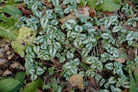 Attēlu rezultāti vaicājumam “Lamiastrum galeobdolon”