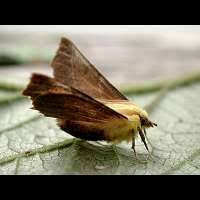 Attēlu rezultāti vaicājumam “Ennomos alniaria”