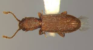 Attēlu rezultāti vaicājumam “Silvanidae”