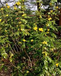 Attēlu rezultāti vaicājumam “Mahonia aquifolium flower”