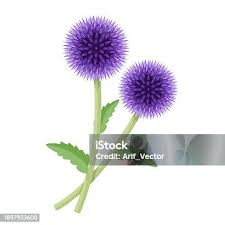 Attēlu rezultāti vaicājumam “Echinops sphaerocephalus”