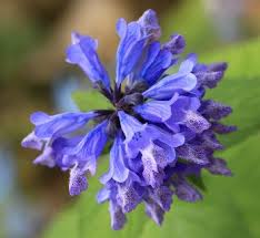 Attēlu rezultāti vaicājumam “Nepeta x faassenii flower”